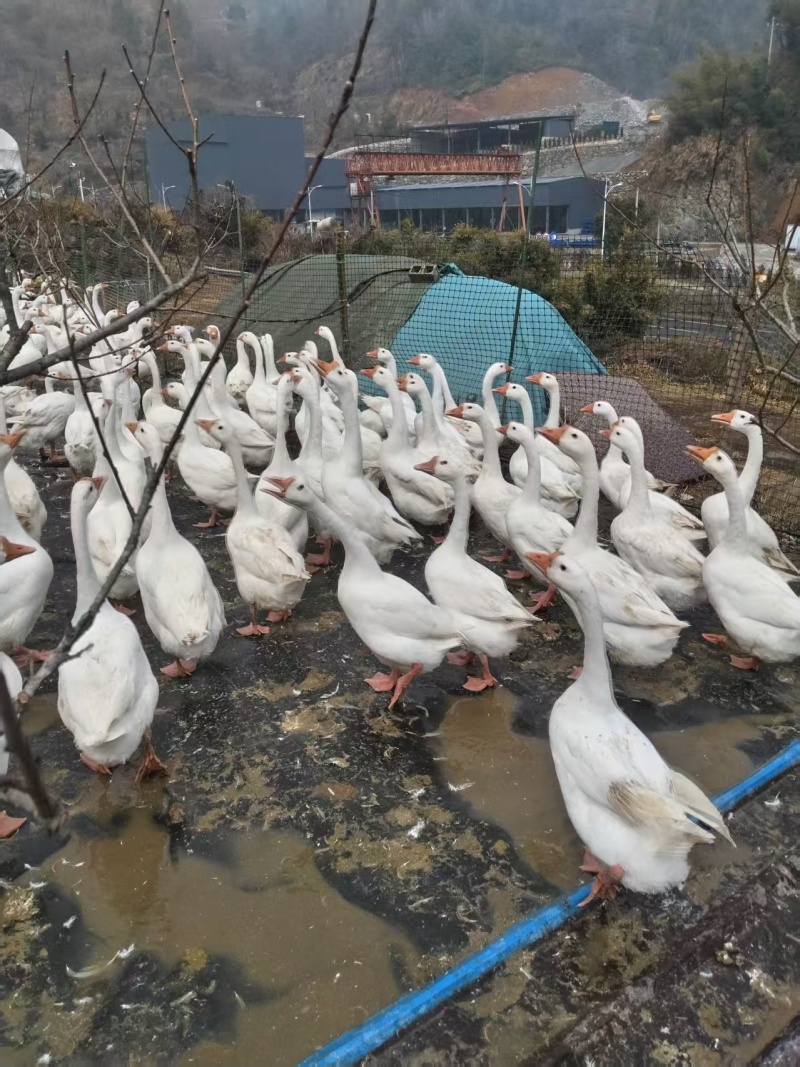 1100个鹅