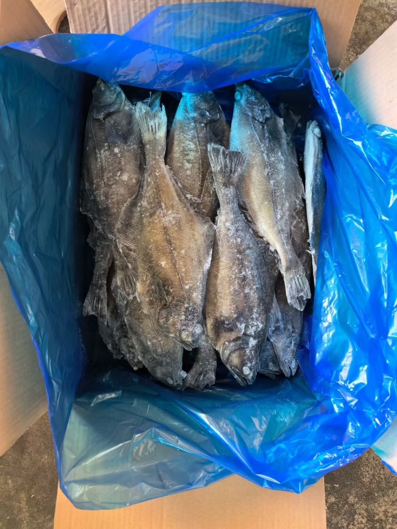 整条箭齿鲽，整条剑齿鲽。