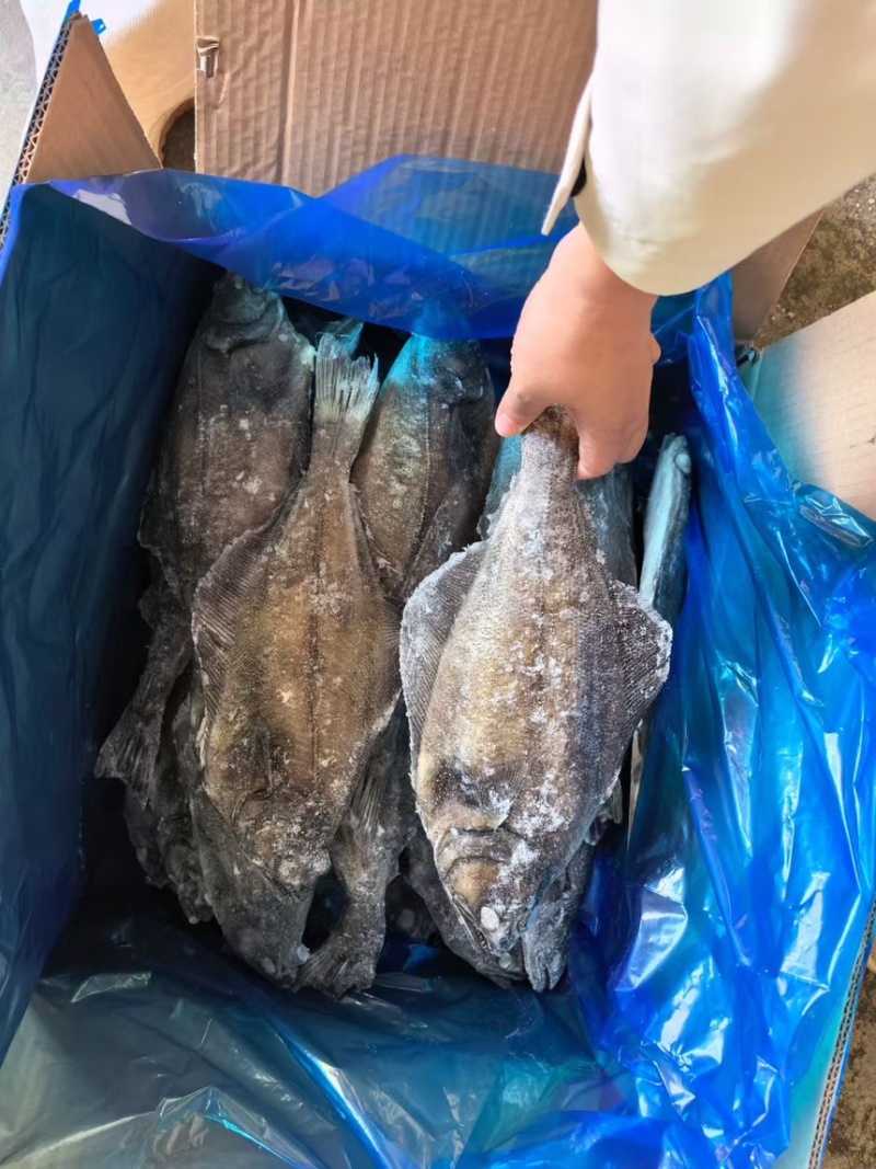 整条箭齿鲽，整条剑齿鲽。