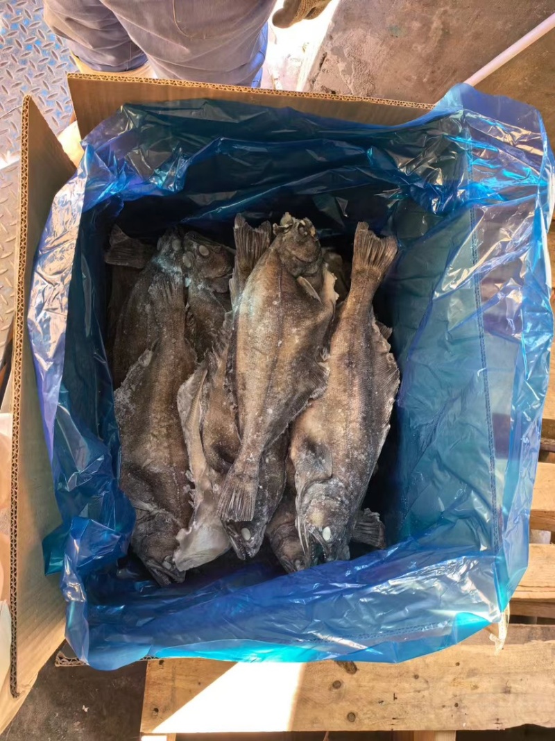 整条箭齿鲽，整条剑齿鲽。
