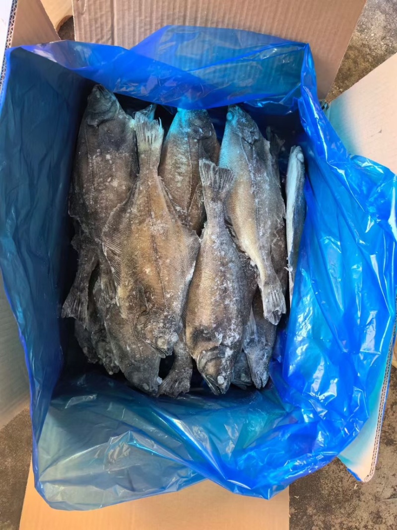 整条箭齿鲽，整条剑齿鲽。