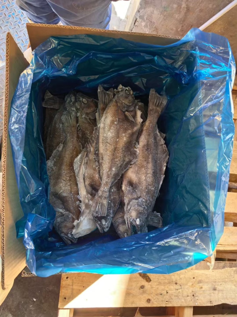 整条箭齿鲽，整条剑齿鲽。