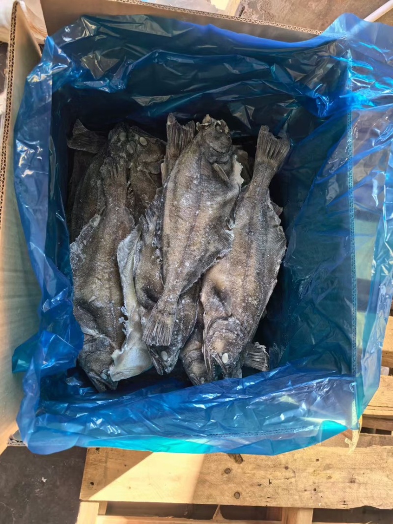 整条箭齿鲽，整条剑齿鲽。