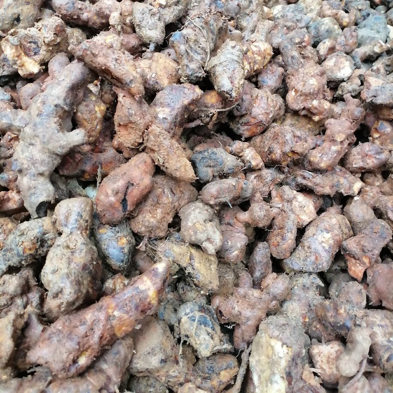 【实力推荐】野生本地新鲜土茯苓小土白肉粉质稳定供应