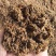 湖北五粮248/吨，高粱酒糟280/吨大量出售实用养牛，