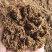湖北五粮248/吨，高粱酒糟280/吨大量出售实用养牛，