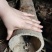 楠竹苗