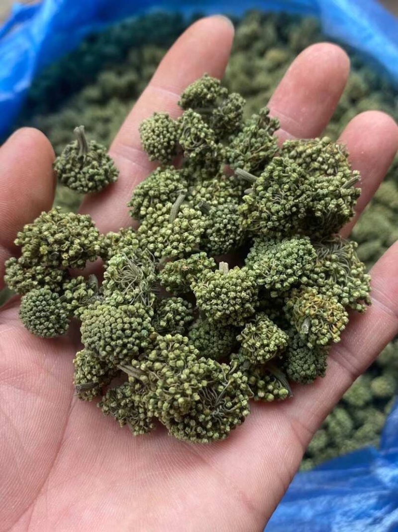 三七花云南文山三七花大朵靓靓三七花