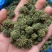 三七花云南文山三七花大朵靓靓三七花