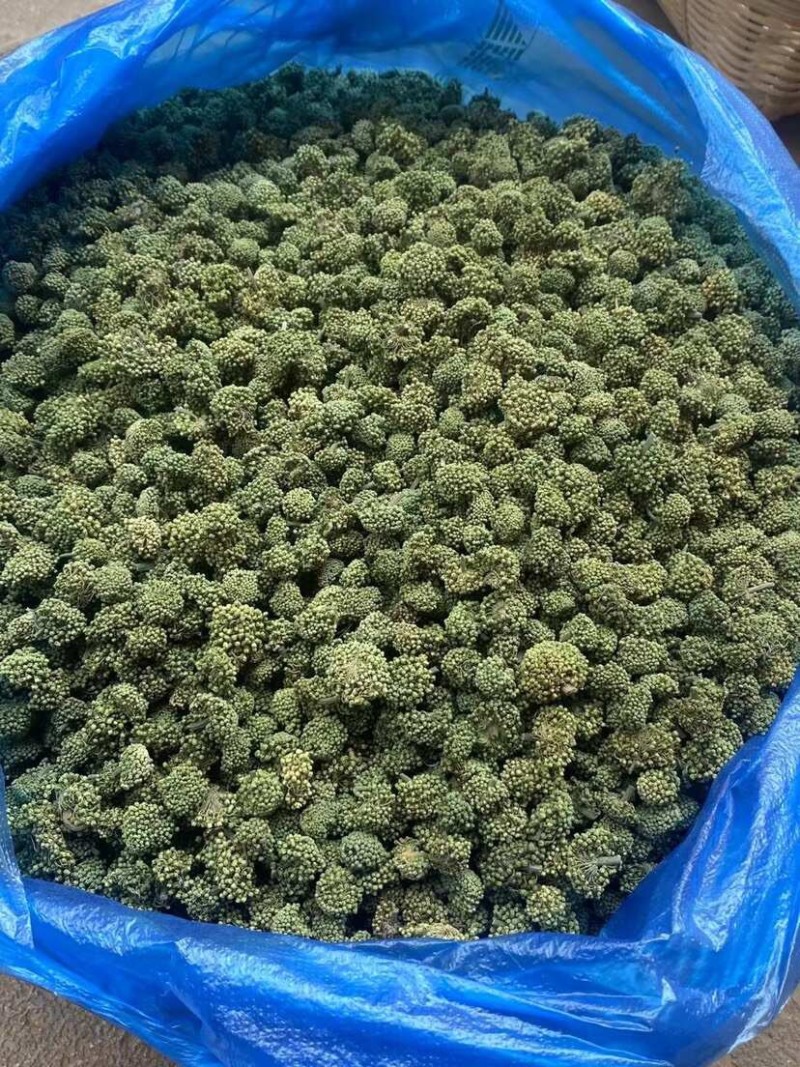 三七花云南文山三七花大朵靓靓三七花