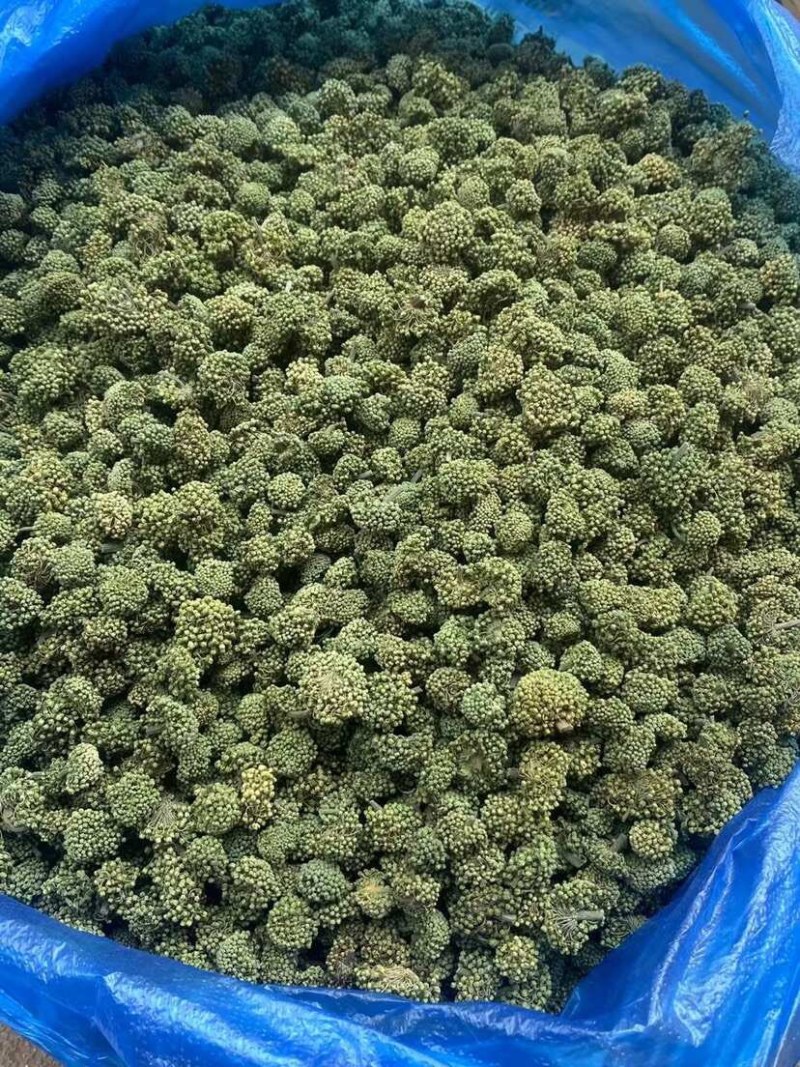 三七花云南文山三七花大朵靓靓三七花