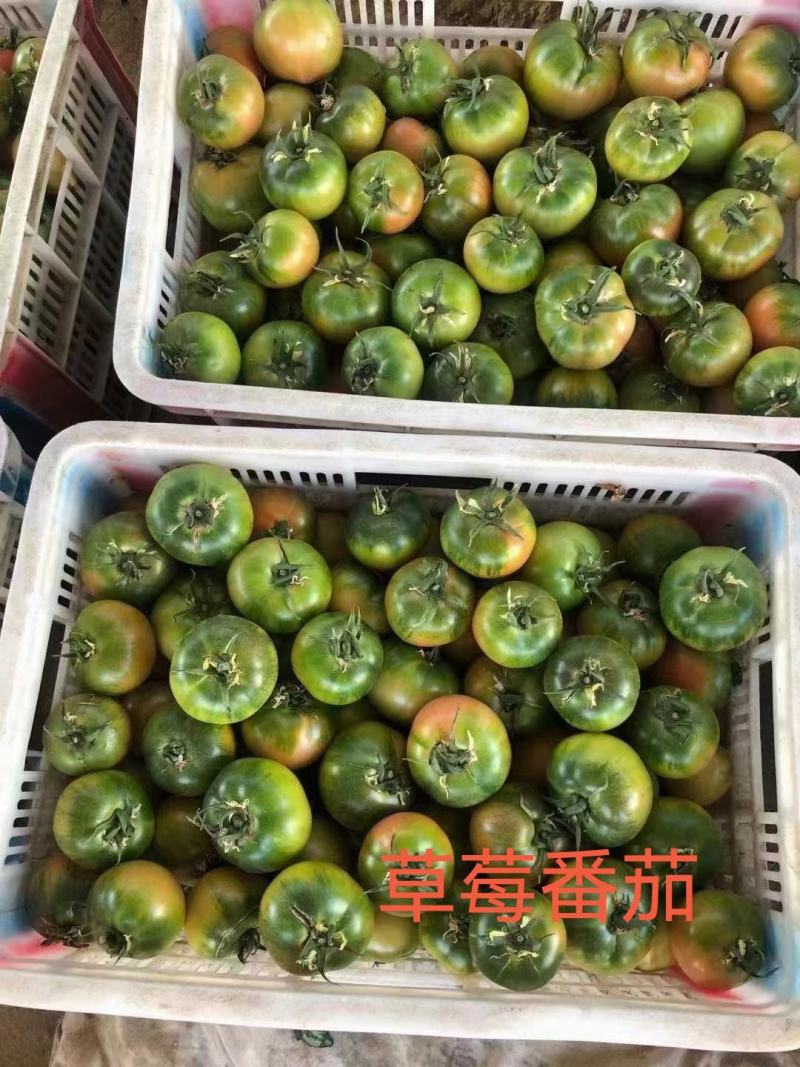 番茄苗草莓番茄普罗旺斯草莓铁皮柿子大果口感西红柿苗