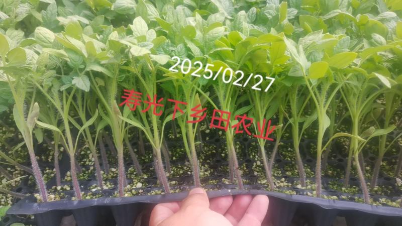 番茄苗硬粉大红普罗旺斯草莓铁皮柿子大果口感西红柿苗