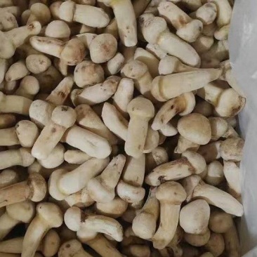 冰冻松茸精品通货有30吨，产地直供