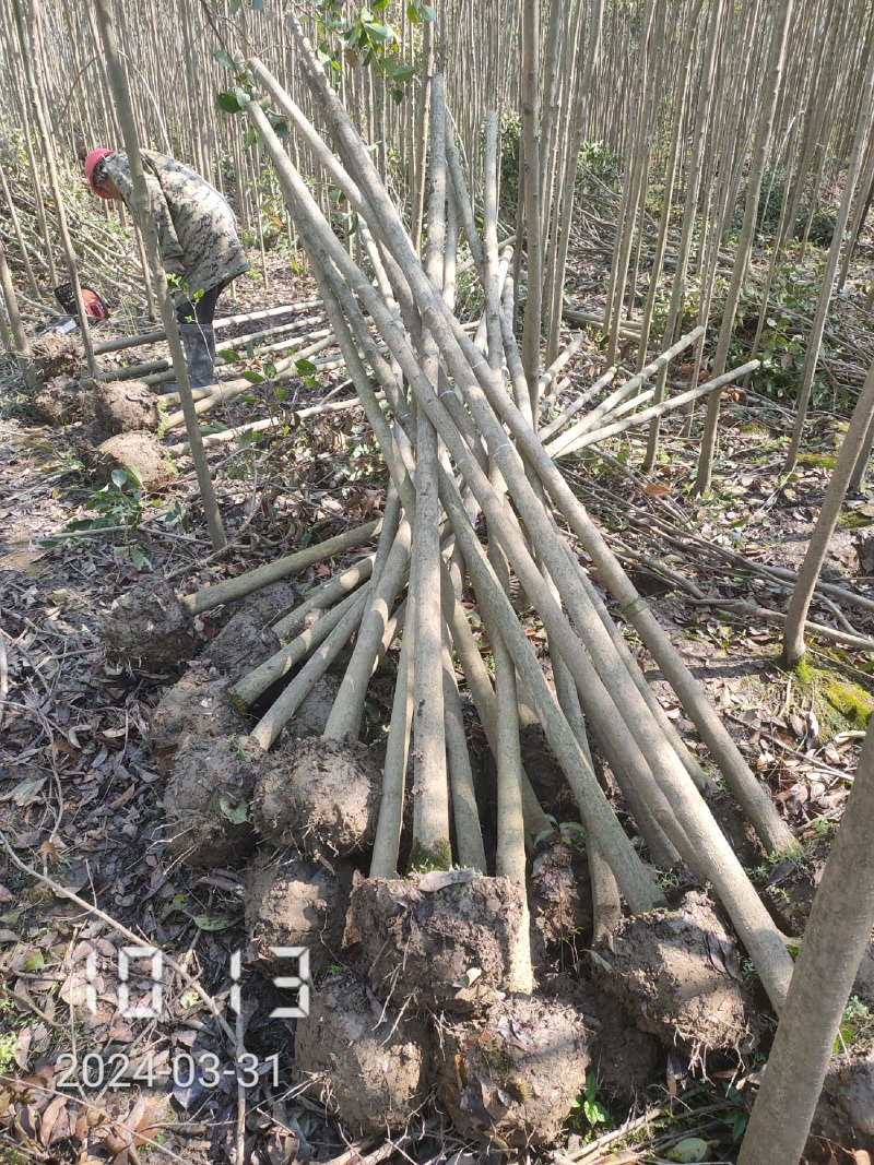 3-15公分的大叶女贞，女贞，大量供应，支持线上保障交易