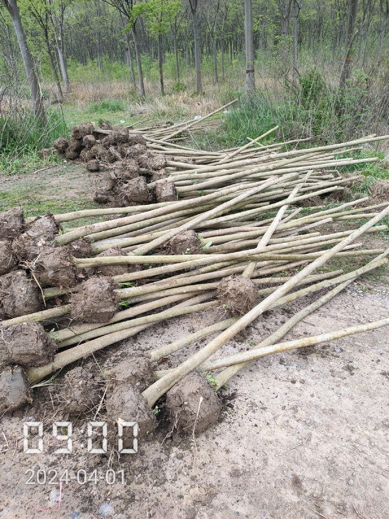 3-15公分的大叶女贞，女贞，大量供应，支持线上保障交易