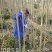 3-15公分的大叶女贞，女贞，大量供应，支持线上保障交易