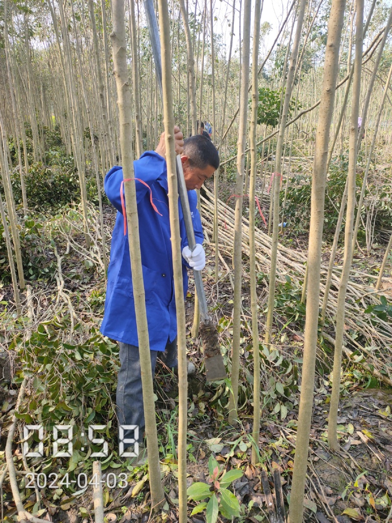 3-15公分的大叶女贞，女贞，大量供应，支持线上保障交易