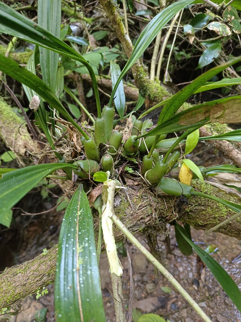各种中药材供应