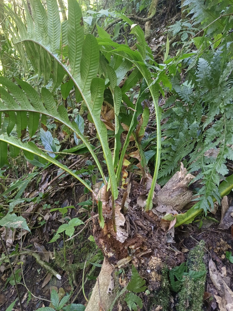 各种中药材供应