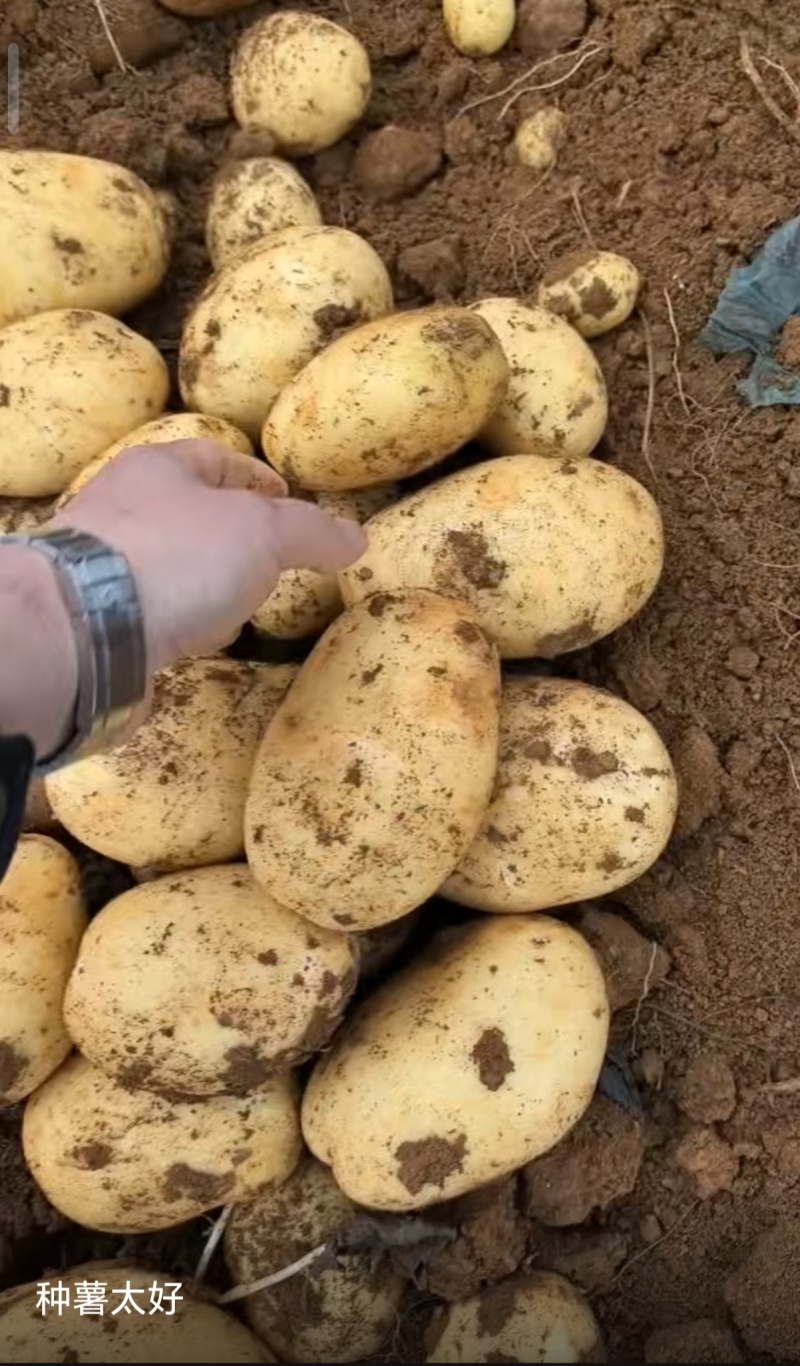 广西土豆大量上市直供商超平台外贸市场食堂淀粉薯