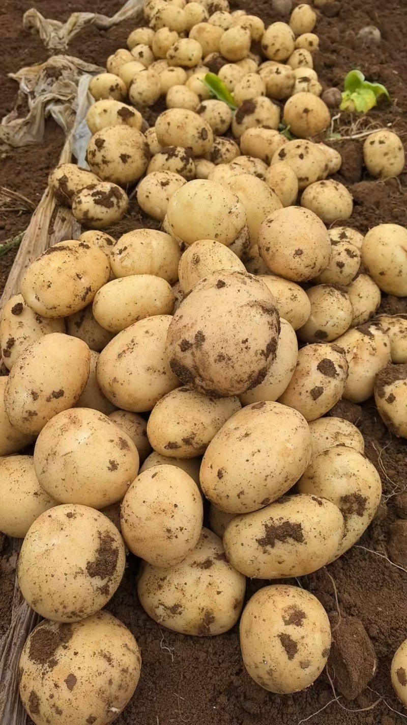 广西土豆大量上市直供商超平台外贸市场食堂淀粉薯