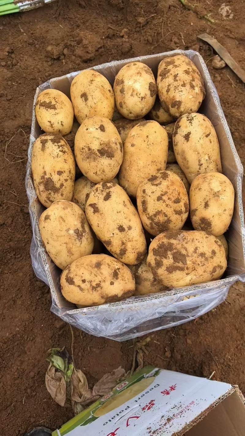 广西土豆大量上市直供商超平台外贸市场食堂淀粉薯