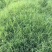 狗牙根种子多年生25克/平方热季型