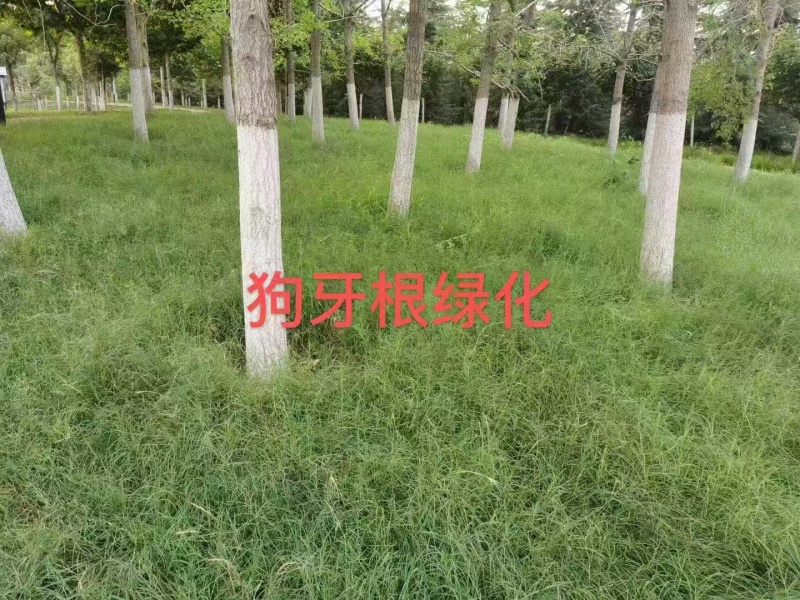 狗牙根种子多年生25克/平方热季型
