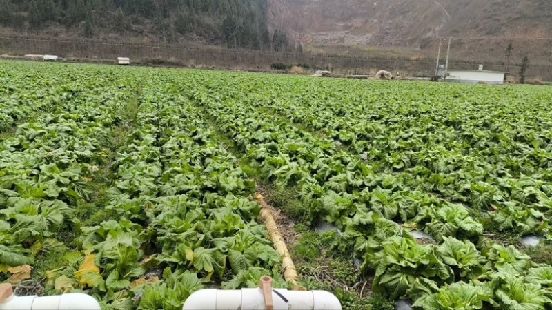 儿菜，娃儿菜