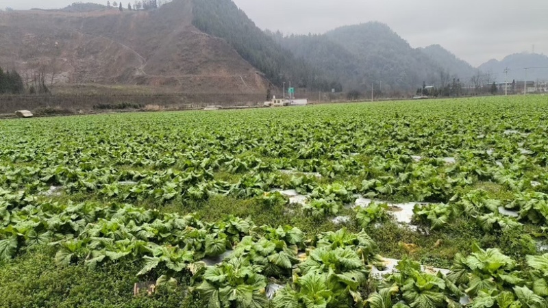 儿菜，娃儿菜