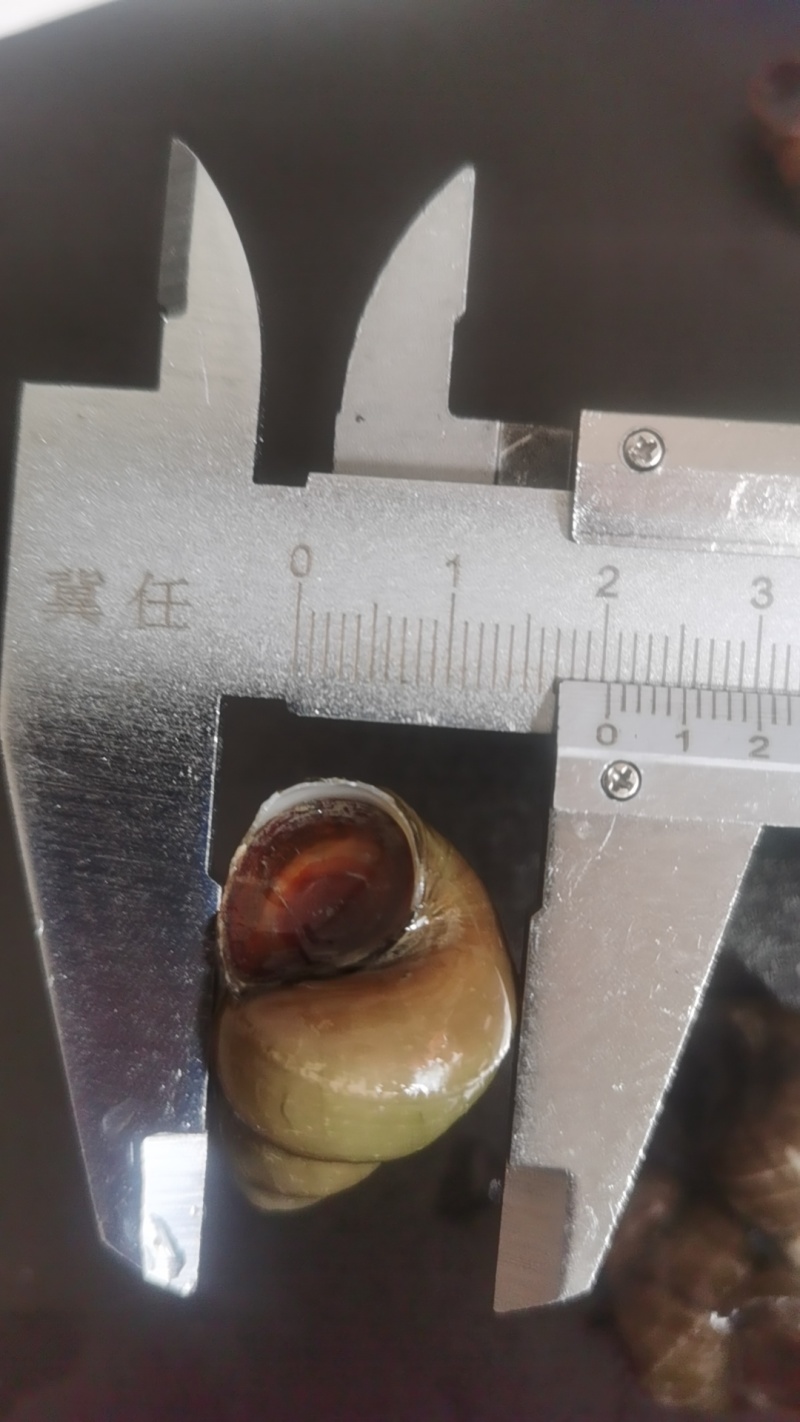 本店经营各种大小规格野生螺蛳，需要提前一天预约