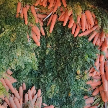 胡萝卜🥕，鲜叶鲜果，地里出现货，大量出售！价格合理！
