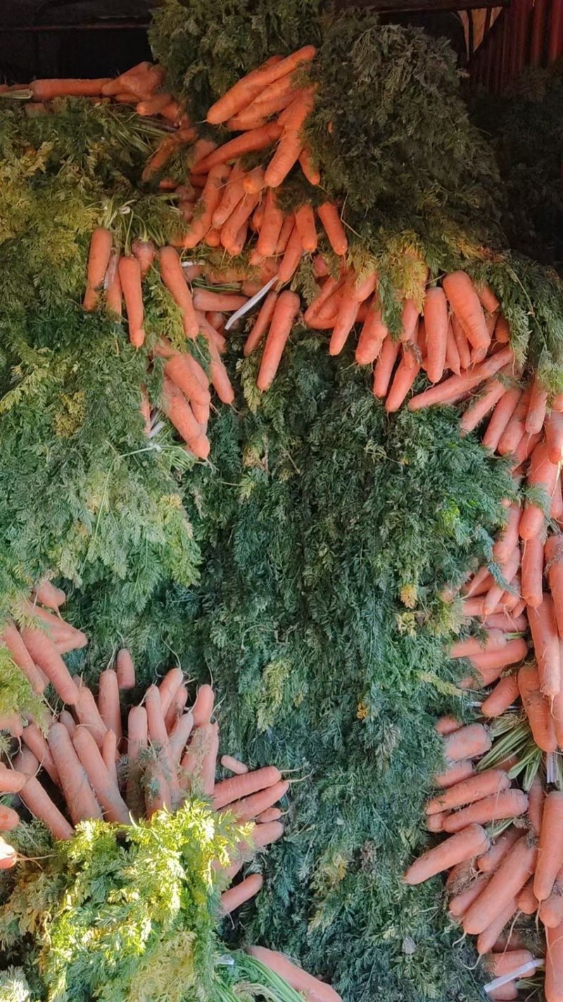 胡萝卜🥕，鲜叶鲜果，地里出现货，大量出售！价格合理！