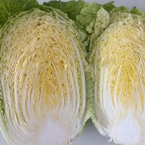 黄心大白菜产地直发现大量上市欢迎前来采购