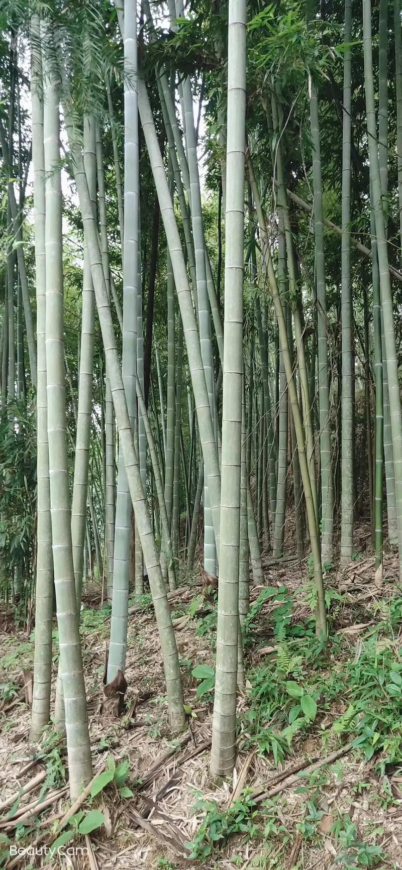 毛竹出售，有实力的老板看过来