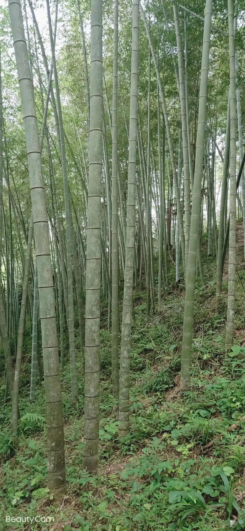 毛竹出售，有实力的老板看过来