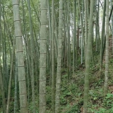 毛竹出售，有实力的老板看过来