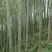 毛竹出售，有实力的老板看过来