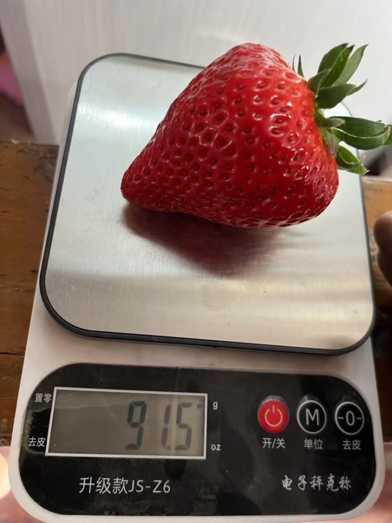 红颜章姬穴盘苗脱毒二代种苗匍匐茎扦插苗