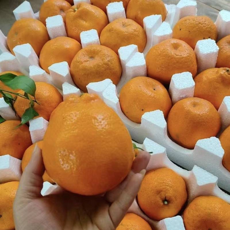 一件代发～四川粑粑柑丑橘～大量现货对接各大电商平台