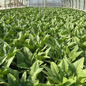 精品油麦菜，价格不高