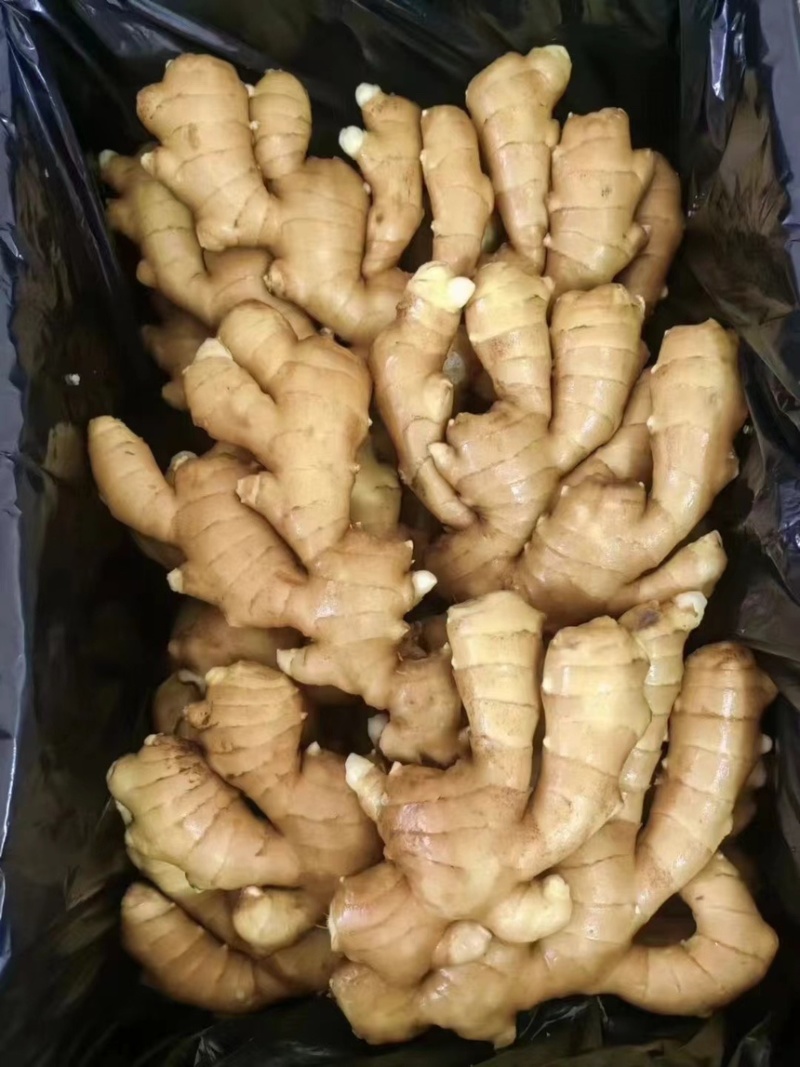 368高产脱毒姜种，抗病毒，抗姜温