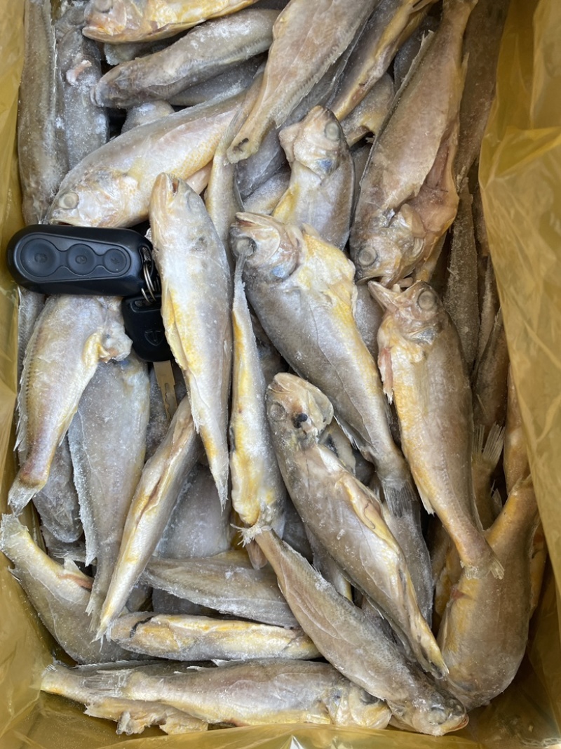 开膛去脏小黄鱼，规格齐全，饭店食材好搭档