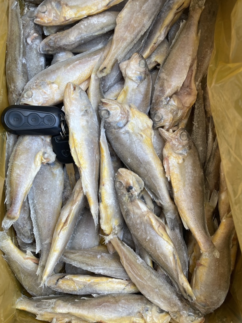 开膛去脏小黄鱼，规格齐全，饭店食材好搭档