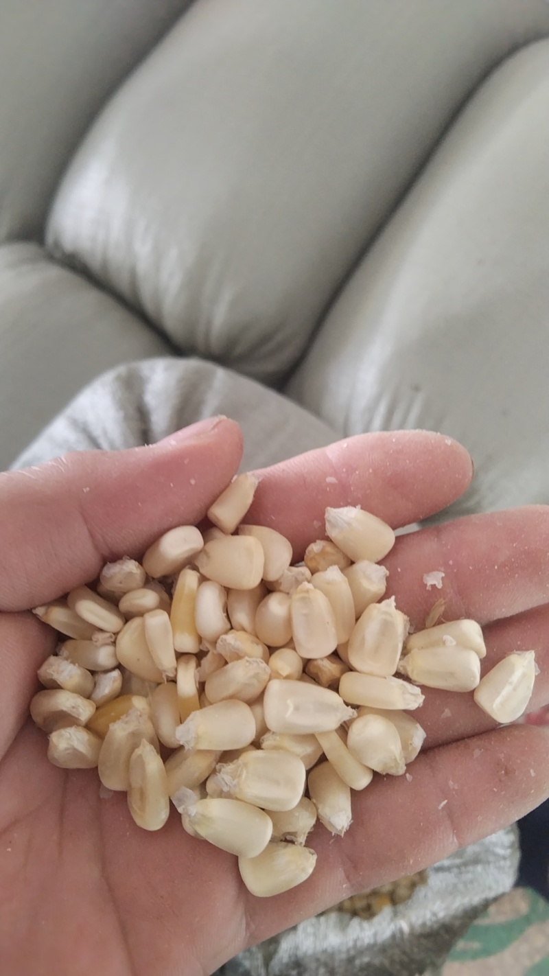 毕节白玉米粒干玉米粒产地直发价格实惠欢迎联系