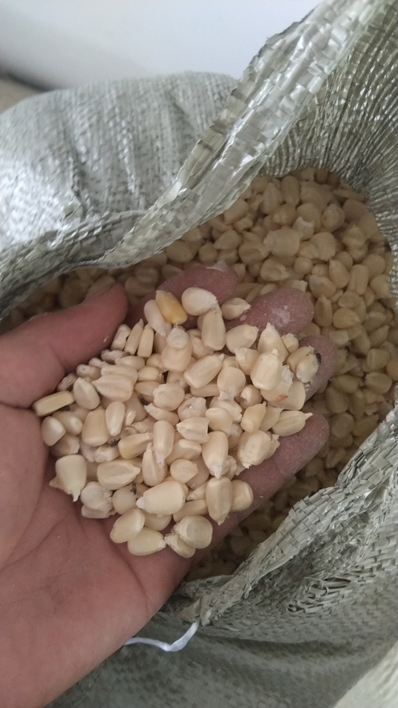 毕节白玉米粒干玉米粒产地直发价格实惠欢迎联系