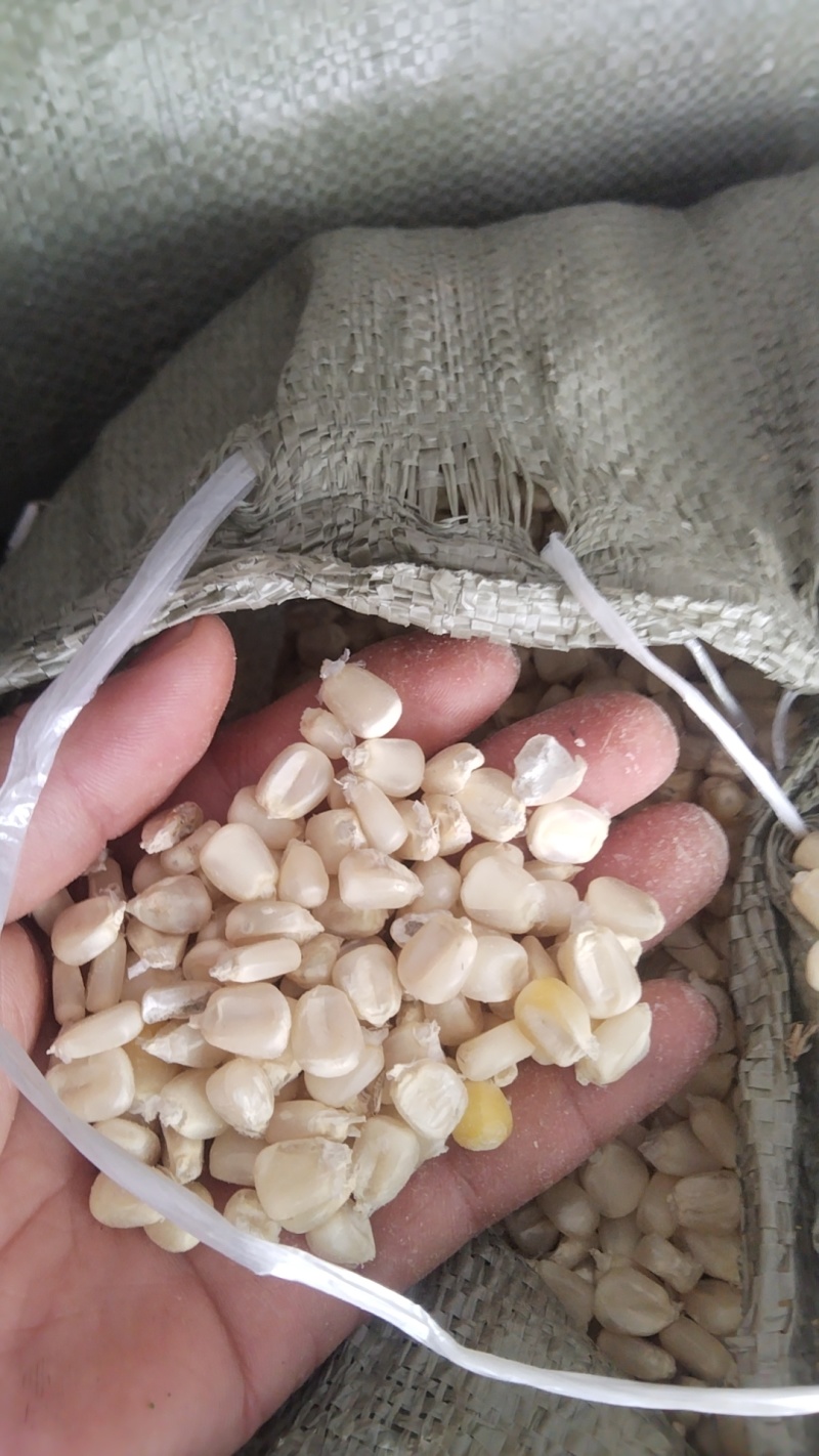 毕节白玉米粒干玉米粒产地直发价格实惠欢迎联系