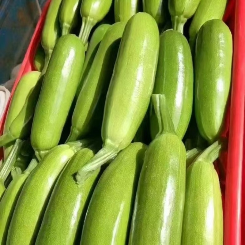 精品西葫芦产地直发品质保证量大从优一手货源欢迎联系