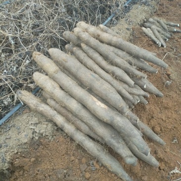 热卖柳州黑鬼山药大量上市稳定供应，欢迎电联